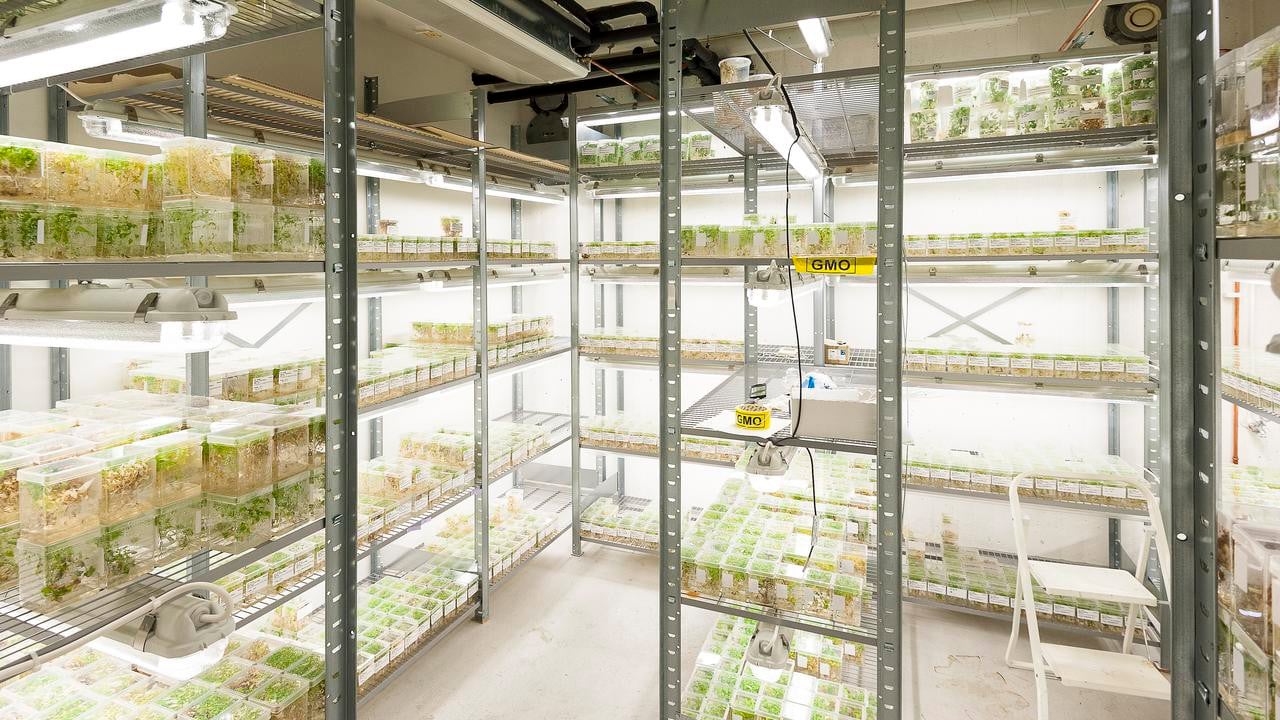 I Umeå Plant Science Centres biobank sparas levande plantor i upp till ett år. Fotad för Aktum nr 3, 2016.