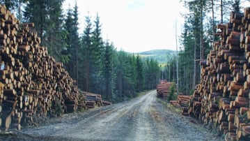 Genrebild från Mostphotos för att illustrera skogsbruk. Timmer vid skogsbilväg.
