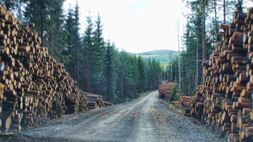 Genrebild från Mostphotos för att illustrera skogsbruk. Timmer vid skogsbilväg.