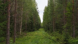 skogsbilder