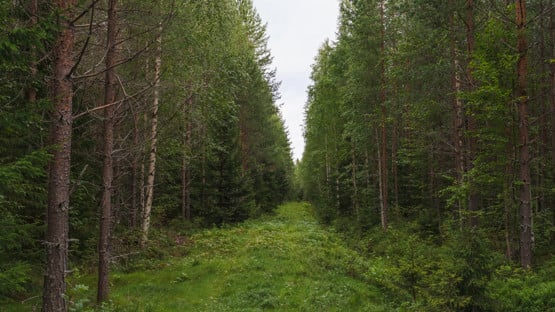 skogsbilder