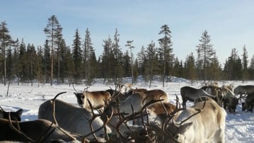 Renar under stödutfodring. Det finns kommersiellt producerade foderpellets, som är anpassade till renarnas behov i deras näringssammansättning. Sedan kan man även utfodra med hö, men det måste har skördats tidigt i säsongen för att ha bästa kvalité för renarnas matsmältningssystem. Båda har sina för- och nackdelar, men inget av de två alternativ är en verklig ersättning för naturligt bete.