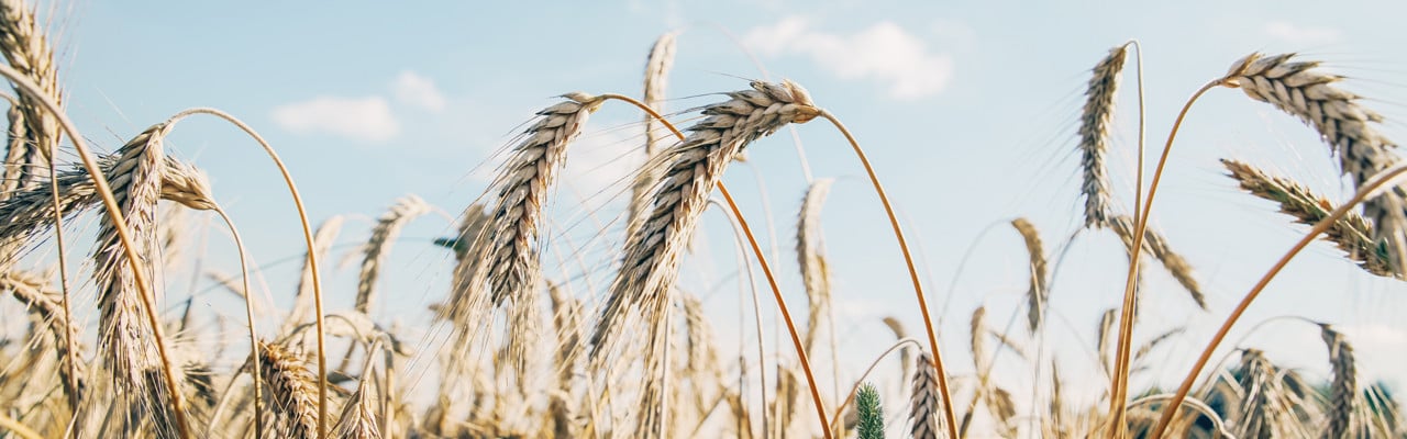 Triticale grain on sunlit golden field with blue sky. Summer or autumn grain crop season. Harvest landscape. Wheat and rye. Gluten. Agriculture and farming. Grain drain. Pesticides