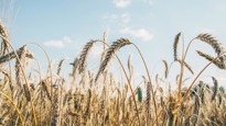 Triticale grain on sunlit golden field with blue sky. Summer or autumn grain crop season. Harvest landscape. Wheat and rye. Gluten. Agriculture and farming. Grain drain. Pesticides
