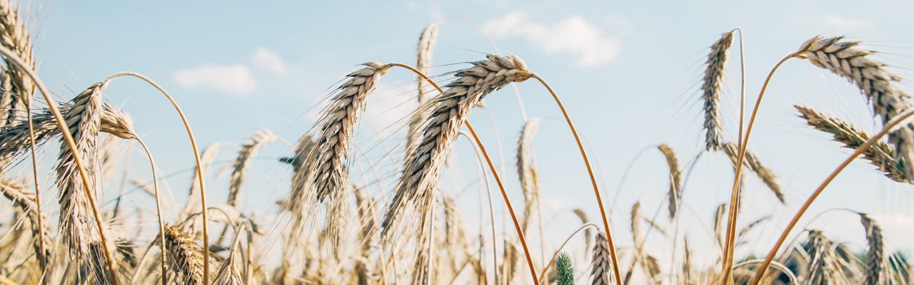 Triticale grain on sunlit golden field with blue sky. Summer or autumn grain crop season. Harvest landscape. Wheat and rye. Gluten. Agriculture and farming. Grain drain. Pesticides