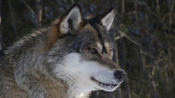 Wolf