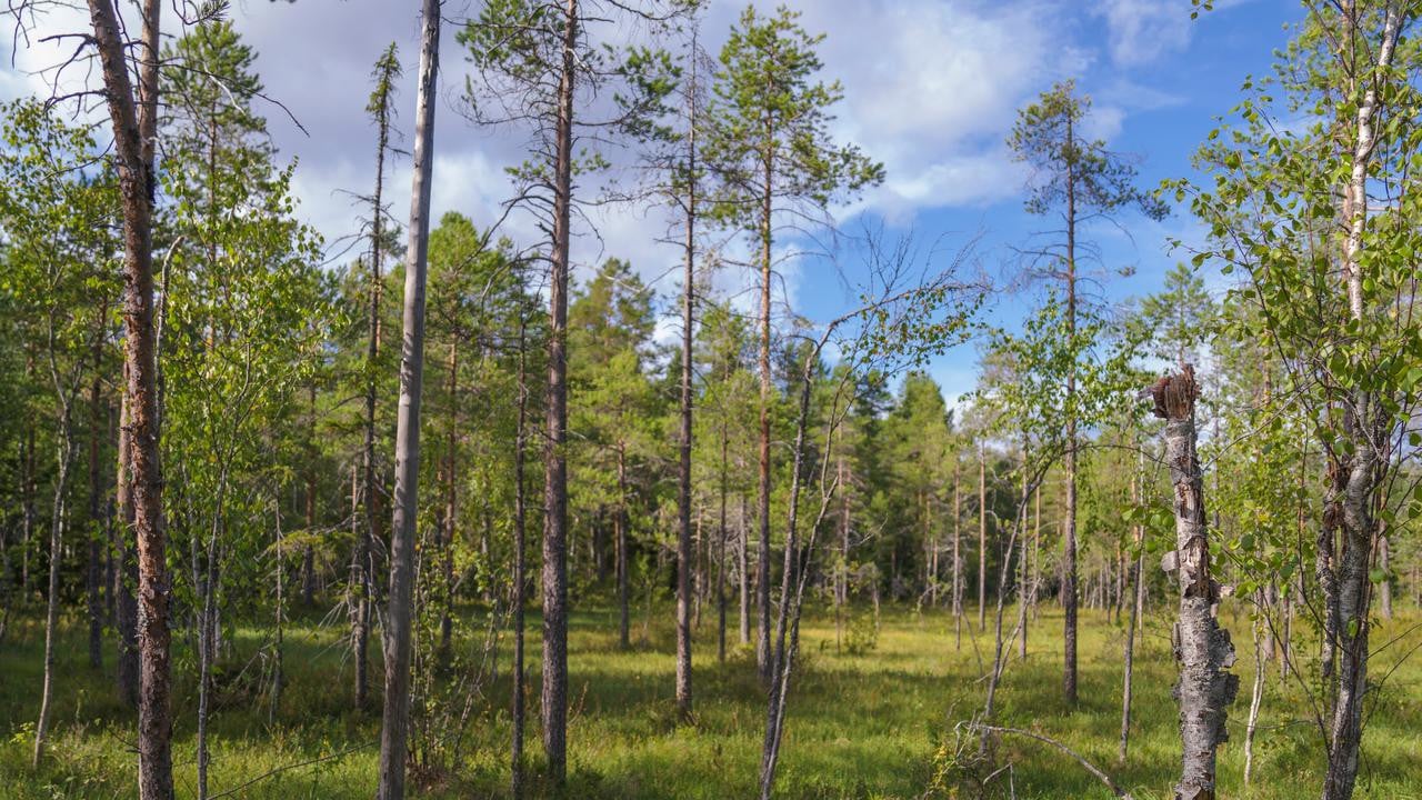 skogsbilder