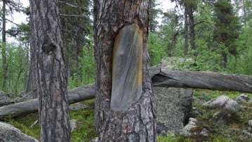 Tall med samisk barktäkt i Leipipirområdet i Gällivare kommun. Samerna tog bark från levande tallar i juni och torkade den för att använda den som kolhydratrik mat.