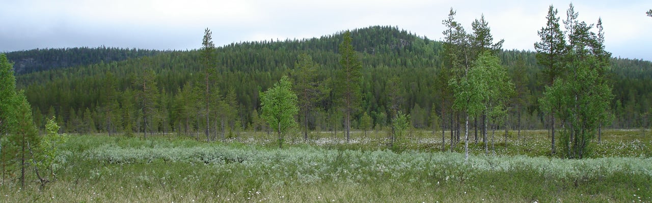 Jon-Ersberget i Björnlandets nationalpark i Åsele kommun, ett gammalt skogssamiskt område.