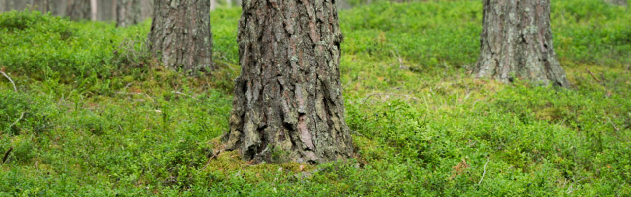 Skog.