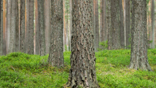 Skog.