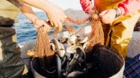 Two fishermen pour the fresh catch into a container, Mar Menor, Spain
