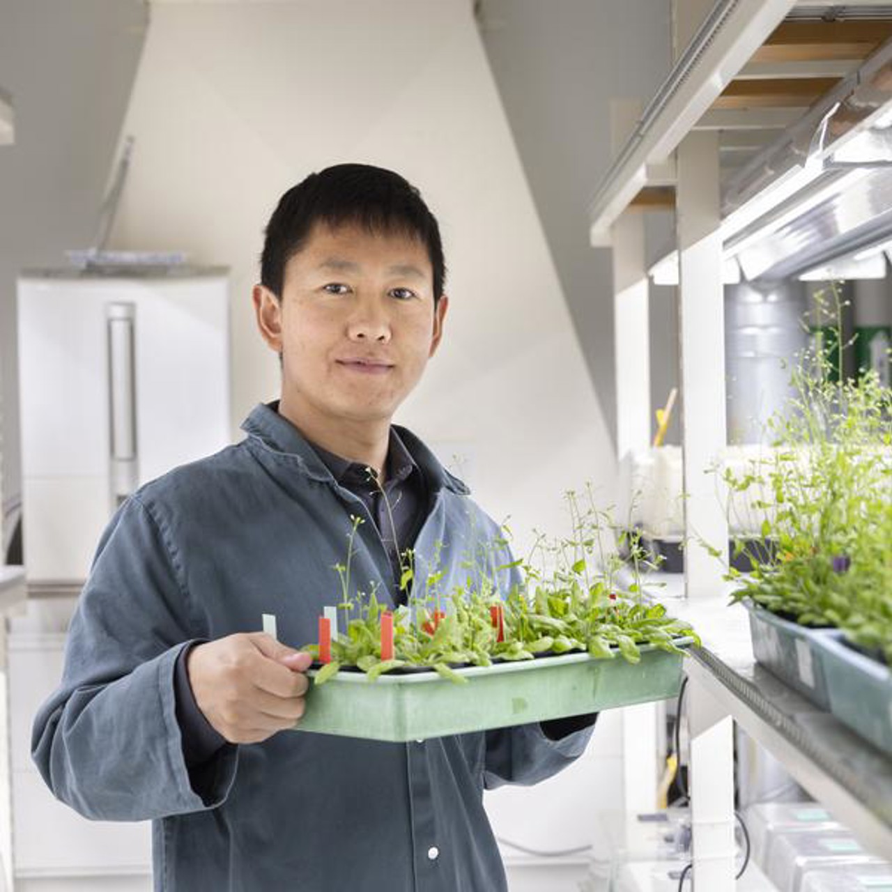 Yanjun Zan, Assistant professor, Umeå Plant Science Centre, IceLab