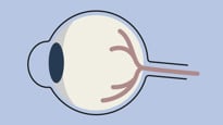 Illustration av ett öga i profil.