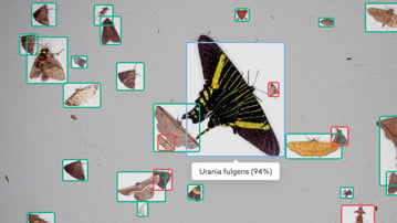 moths on grey background