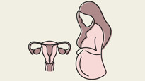 En gravid kvinna bredvid en livmoder med äggstockar och äggledare.