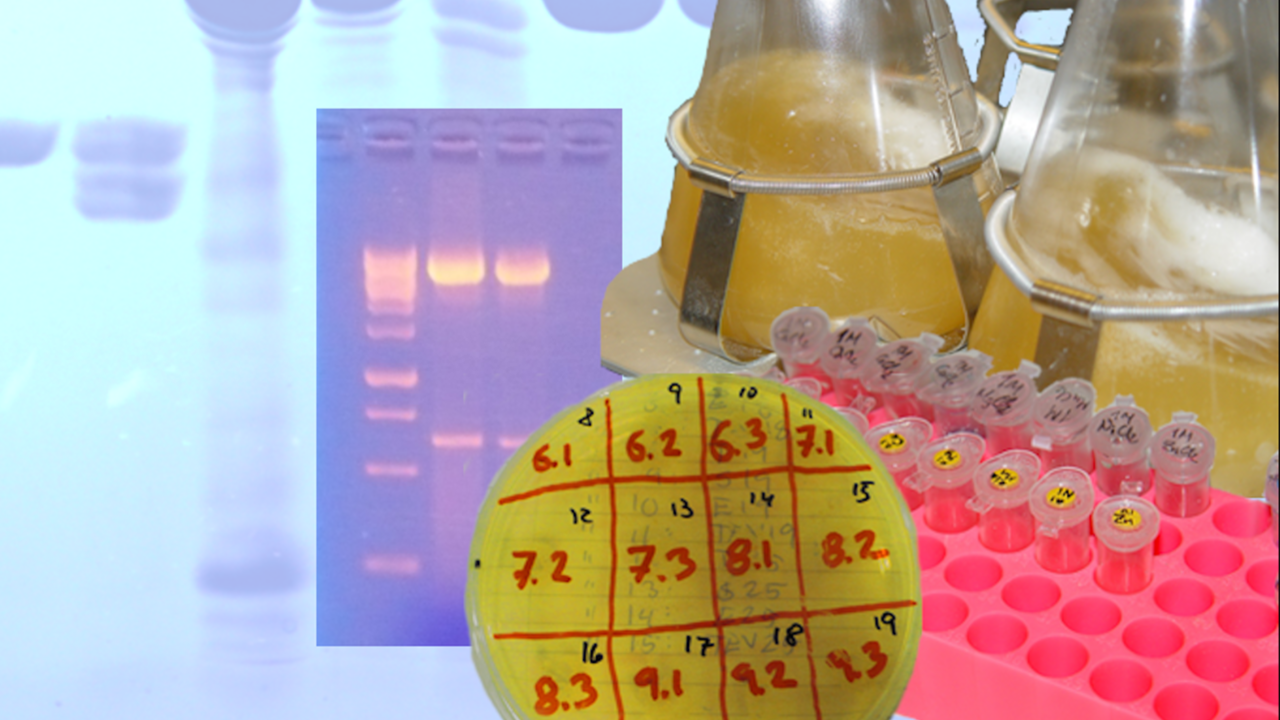 Image for the announcement of the Practical Course on rapid Cloning, Protein Expression and Purification, CPEP-2020 (3 ECTS)