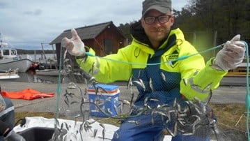 Professor Johan Eklöf holding a fish net with a lot of small fish.