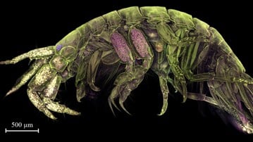 Confocal micrograph of secretory legs of Crassicorophium bonellii stained with carmine involved in spinning the amphipod silk