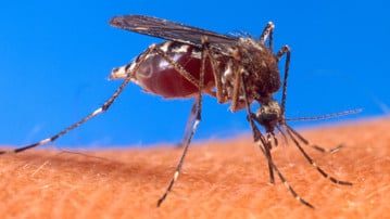 Aedes aegypti. Foto: Mostphotos