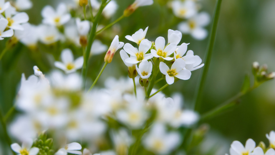 The flowering plant Arabidopsis