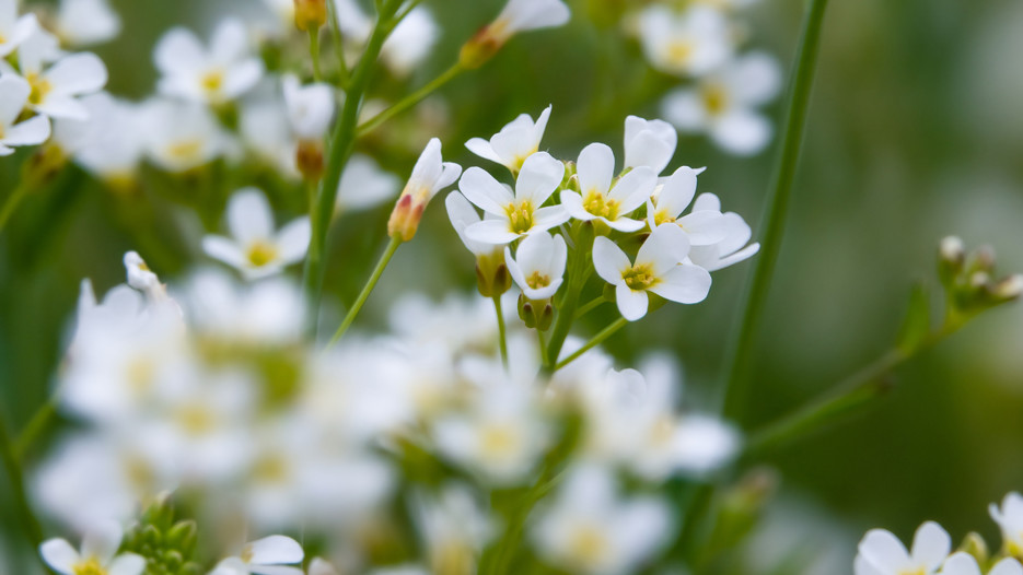 The flowering plant Arabidopsis
