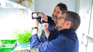 Researchers Olivier Keech and Clément Boussardon at the Department of Plant Physiology, Umeå University, are studying pollen grains from Arabidopsis plants in the Umeå Plant Science Centre green house.
/
Forskarna Olivier Keech och Clément Boussardon vid Institutionen för fysiologisk botanik vid Umeå universitet, studerar pollenkorn från Arabidopsis i Umeå Plant Science Centre:s växthus.