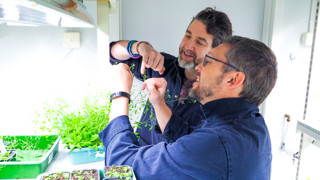 Researchers Olivier Keech and Clément Boussardon at the Department of Plant Physiology, Umeå University, are studying pollen grains from Arabidopsis plants in the Umeå Plant Science Centre green house.
/
Forskarna Olivier Keech och Clément Boussardon vid Institutionen för fysiologisk botanik vid Umeå universitet, studerar pollenkorn från Arabidopsis i Umeå Plant Science Centre:s växthus.