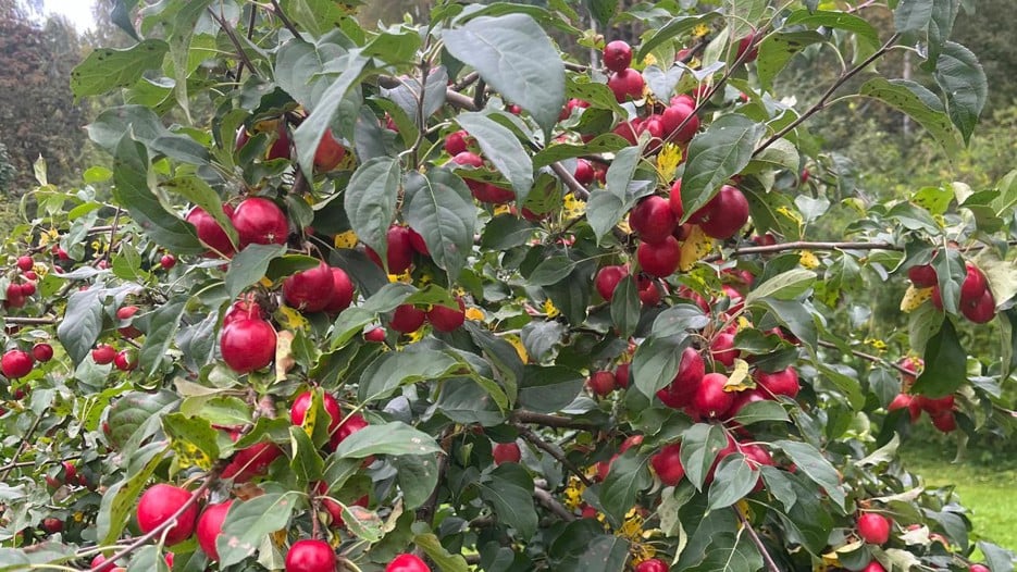 a green apple tree with red apples on