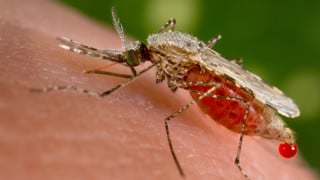 Malariamygga "Anopheles stephensi" som sticker en människa. Bild från Wikimedia Commons.<br/>Genrebild kopplad till artikel om Birgitta Evengård och konsekvenser av artförflyttningar i Tänk 2017.