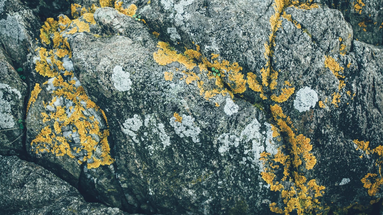 Scandinavian Natural Pattern