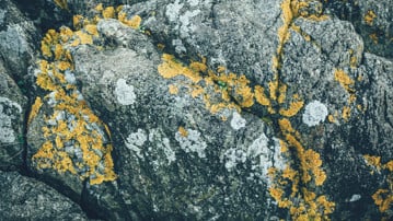 Scandinavian Natural Pattern