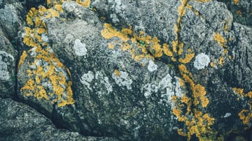 Scandinavian Natural Pattern
