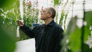 Forskare tittar på plantor i växthus