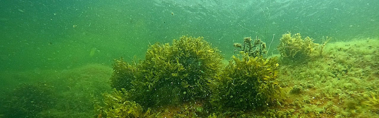 Smaltång och annan vegetation som växer på en sten. Bilden är tagen vid Höga kusten under en inventering av makrovegetation.