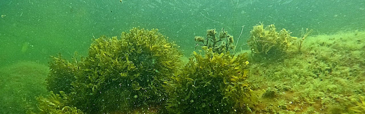 Smaltång och annan vegetation som växer på en sten. Bilden är tagen vid Höga kusten under en inventering av makrovegetation.