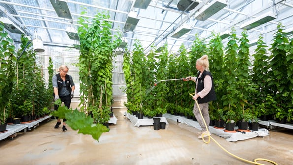Trädgårdsmästare Anna Brännström (till vänster) klipper poppelplantor som växt för högt, medan kollegan Jenny Lönnebrink vattnar. Odlingsanläggningen, Växthuset. Fotad för Aktum nr 3, 2016.