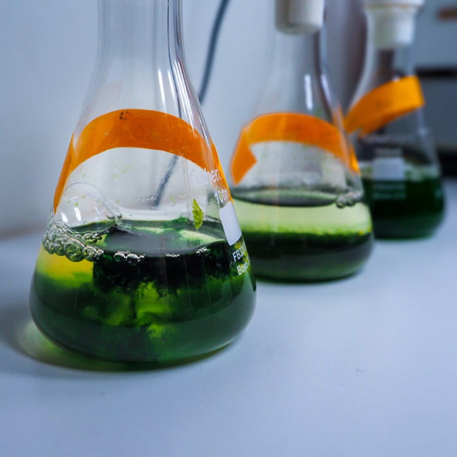 Poison green cyanobakterier som kultiveras i labbet.