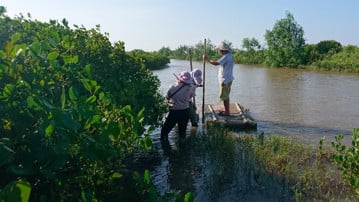 Personer som står på en flotte i ett mangroveträsk där räkor odlas.