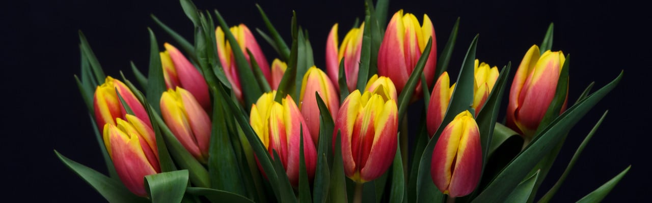 Set with beautiful tulip flowers on black background