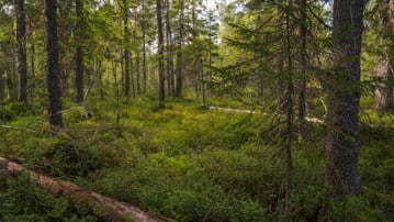 Film: Skogens många värden i en föränderlig värld