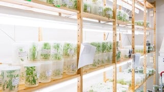 Umeå Plant Science Centre, UPSC:s transitionslabb, forskningsingenjörerna. Fotad för Aktum nr 3, 2016.