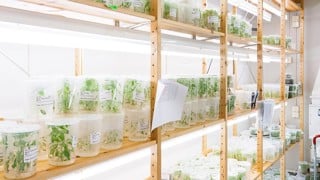 Umeå Plant Science Centre, UPSC:s transitionslabb, forskningsingenjörerna. Fotad för Aktum nr 3, 2016.