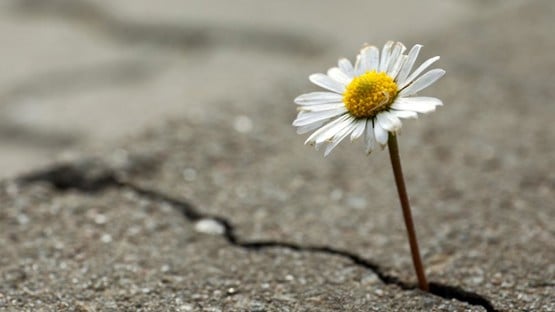 Blomma växer upp ur asfalt.
