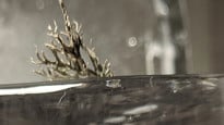 Photo of lichen in ice, by Tarsh Bates