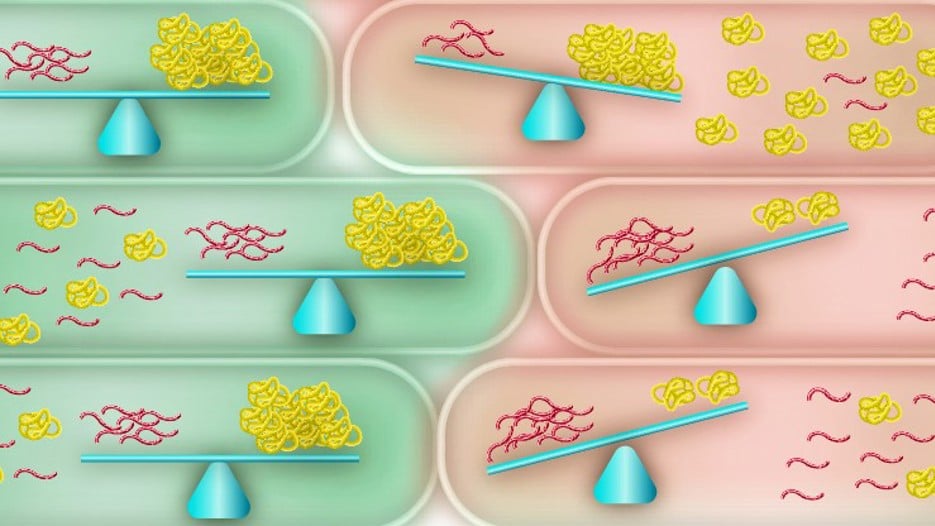 mrna protein balance.jpg