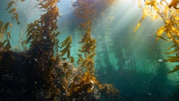 Kelpskog