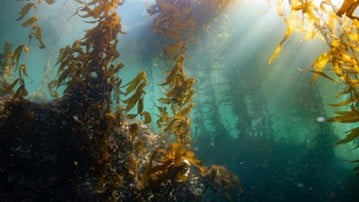 kelp forest