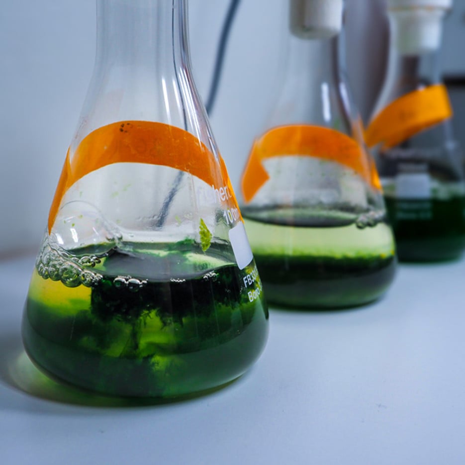 Poison green cyanobakterier som kultiveras i labbet.