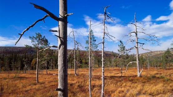 A landscape with dead pine trees